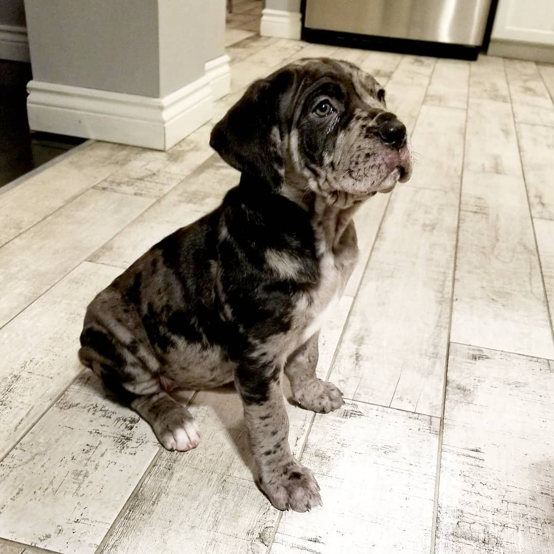 cane corso puppies for sale