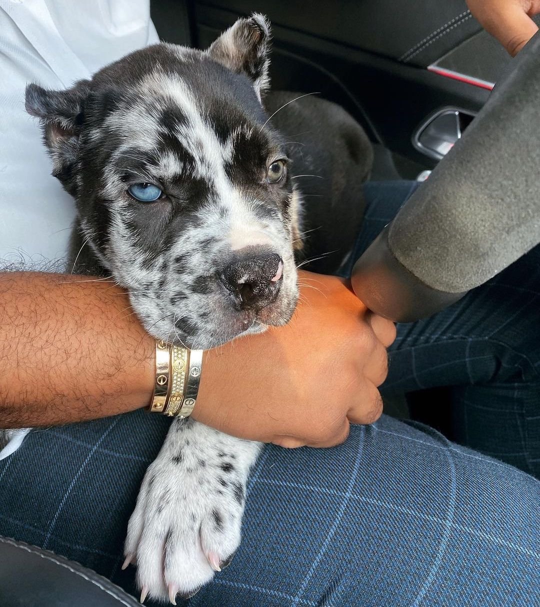 harlequin Cane corso puppies for sale