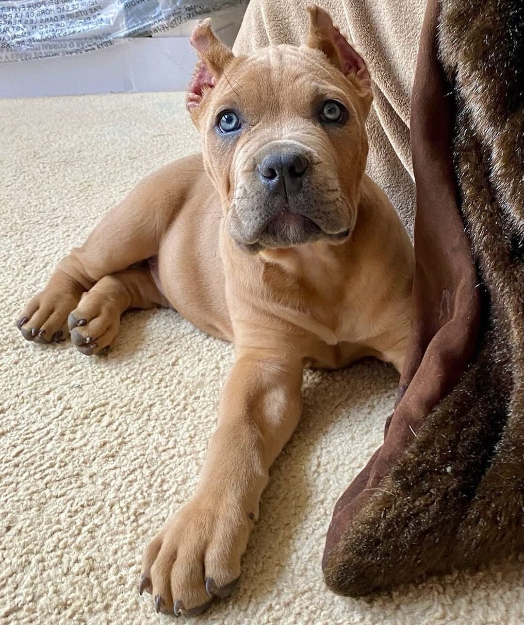 Brown Cane corso puppies)