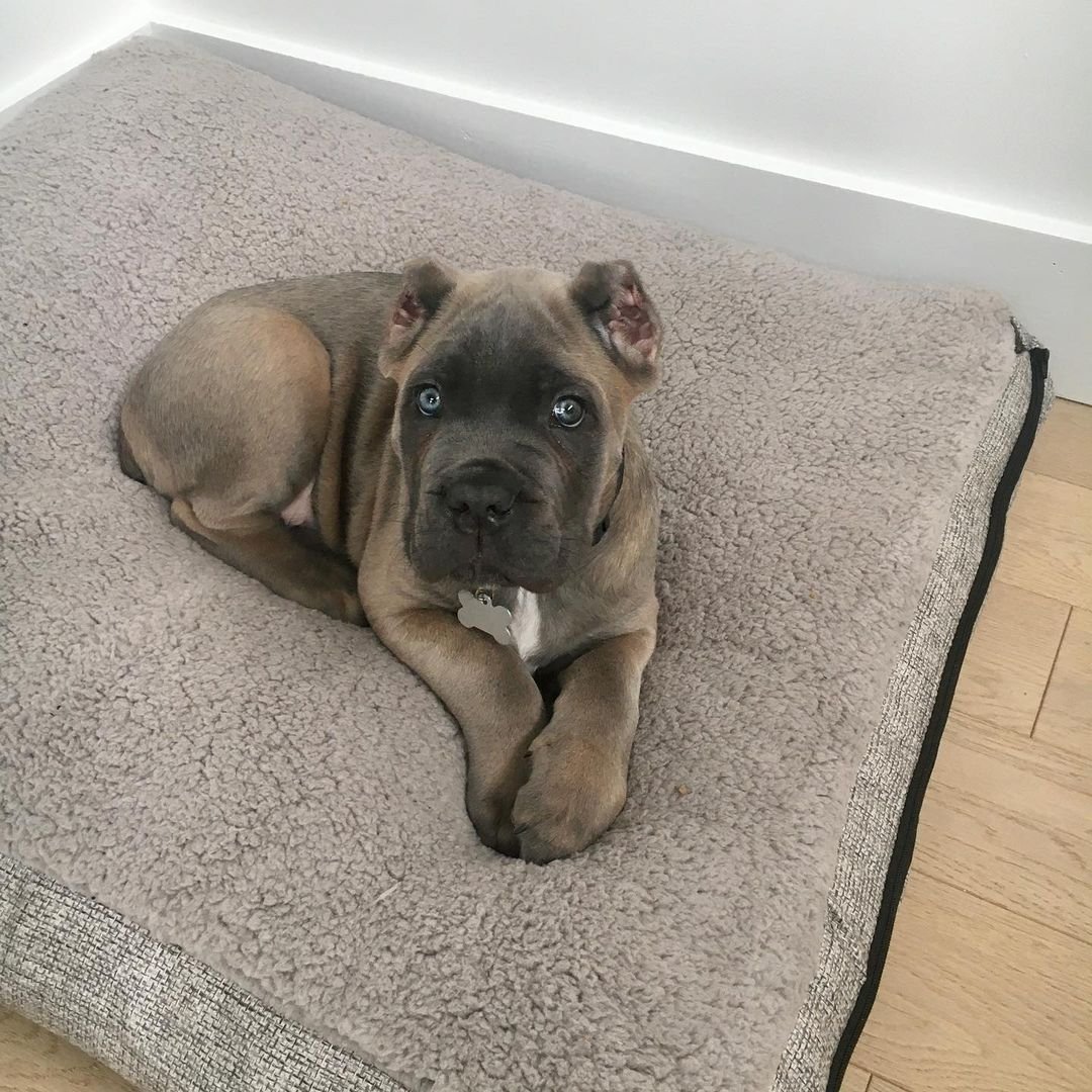 Cane corso puppies for sale
