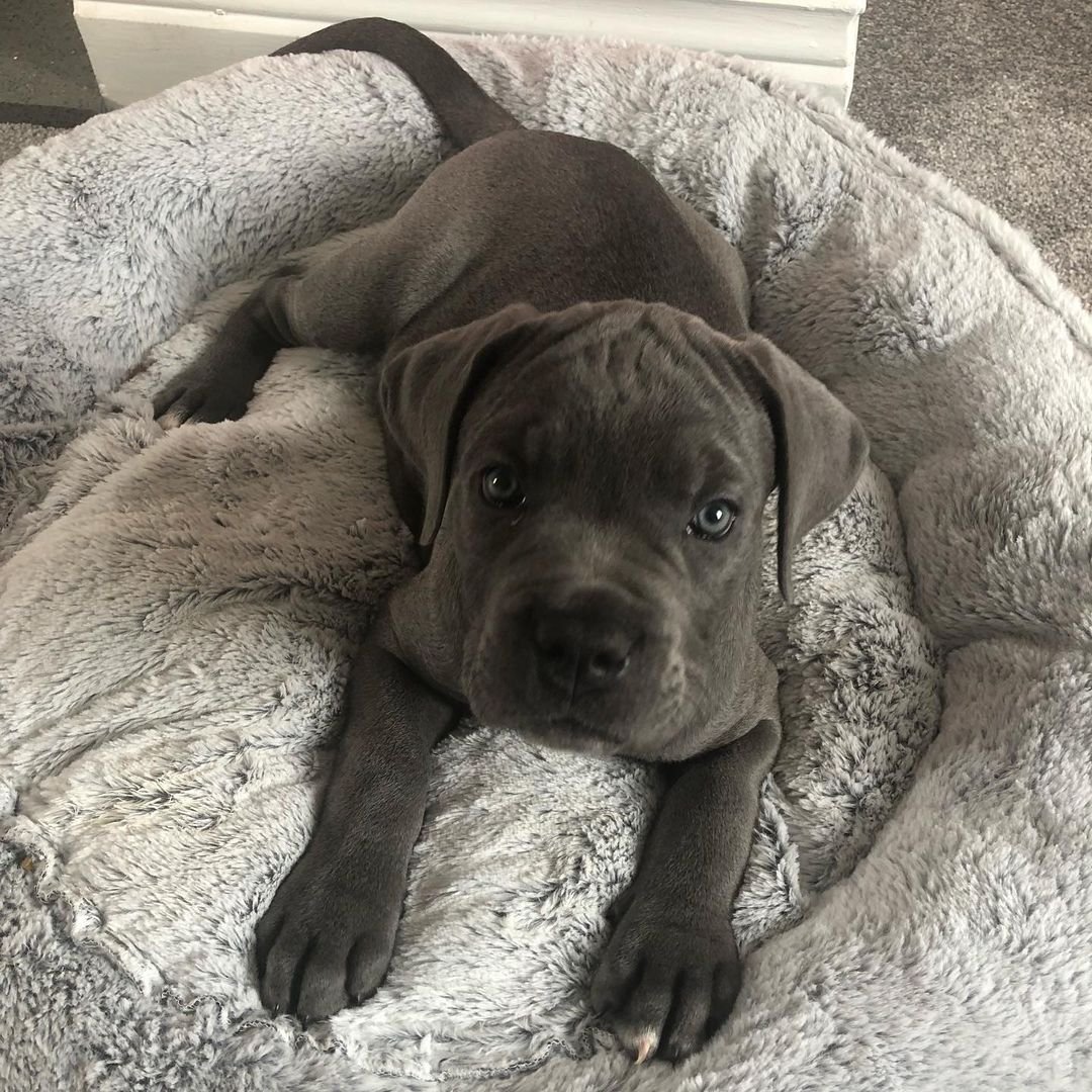 Cane corso puppies
