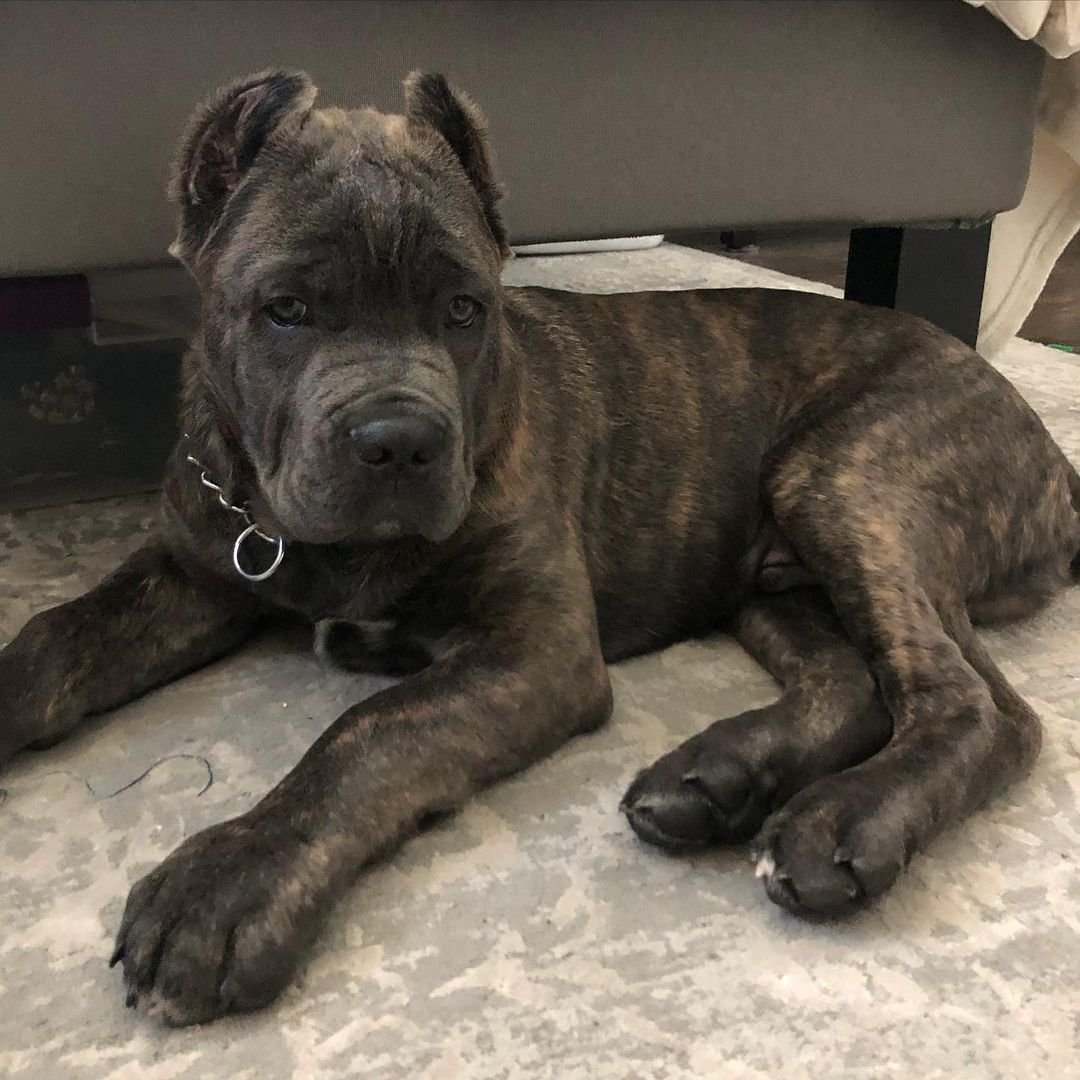 Brindle cane corso puppies for sale