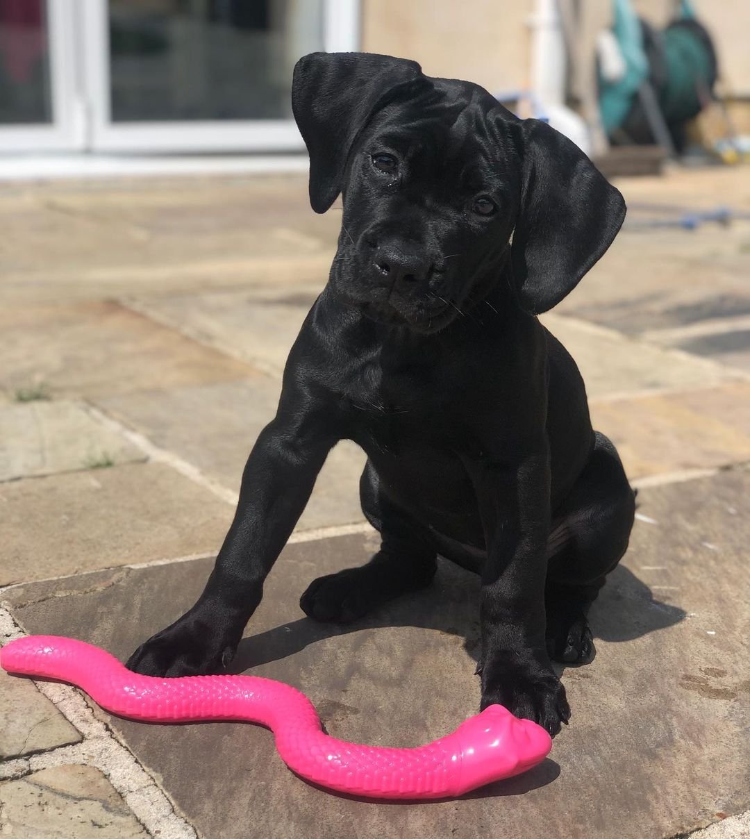 Black Cane corso puppies for sale