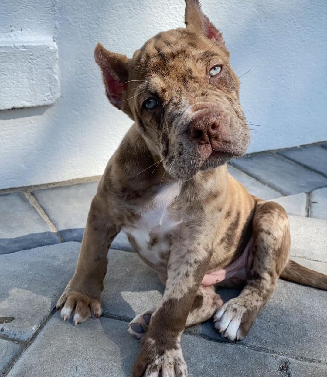 (Cane corso puppies for sale)