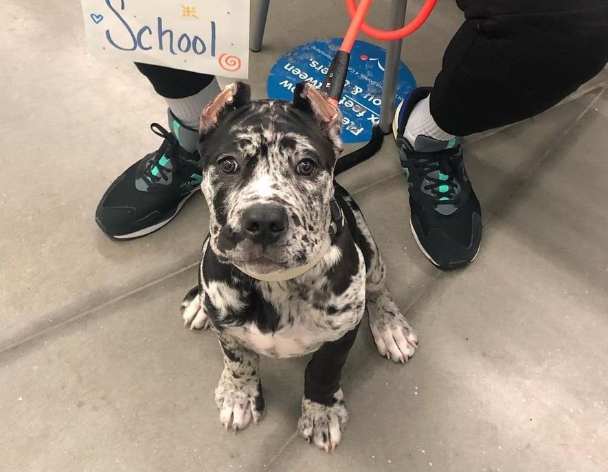 Merle Cane corso puppies for sale